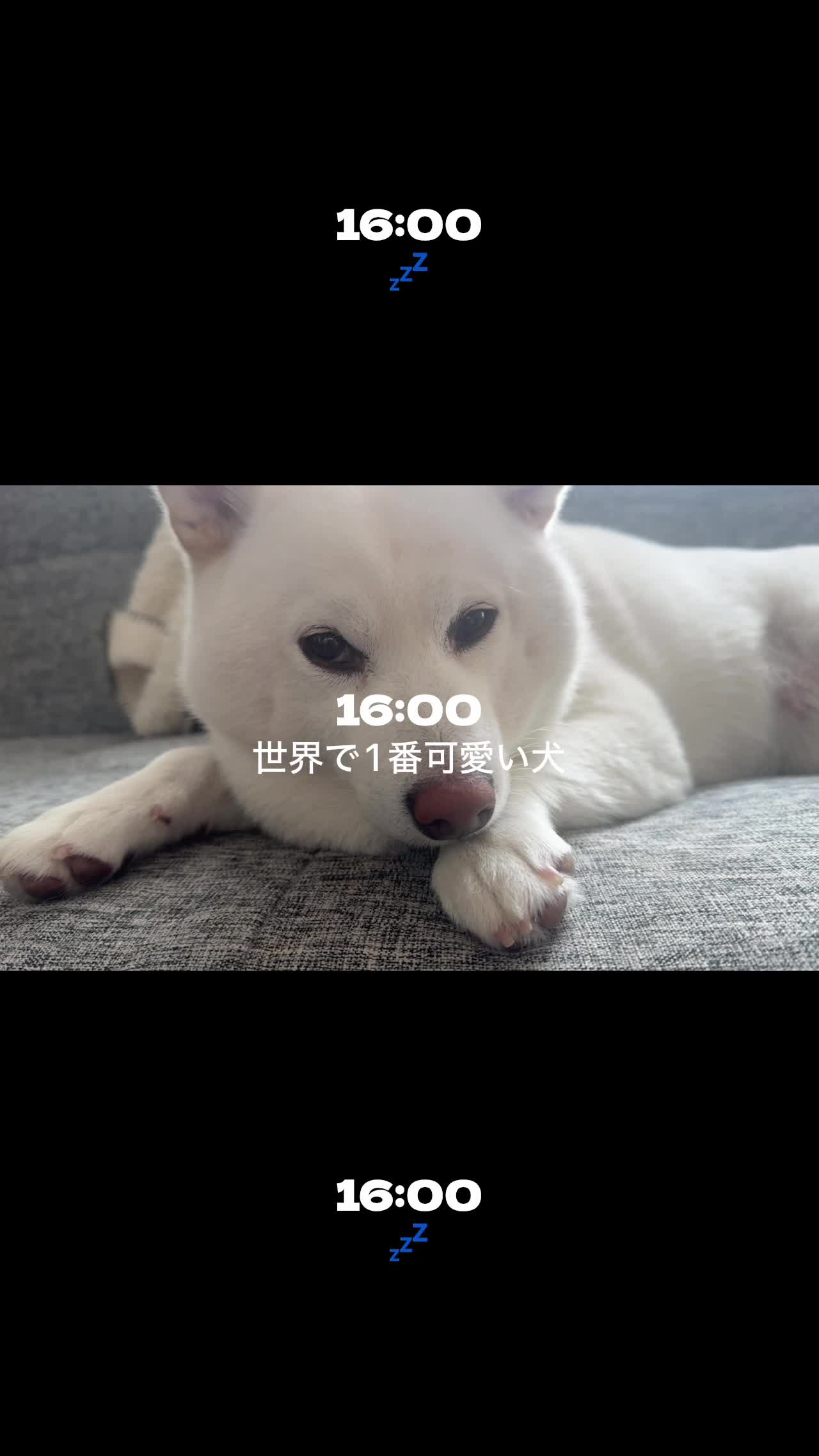 Hump Backのset log 4