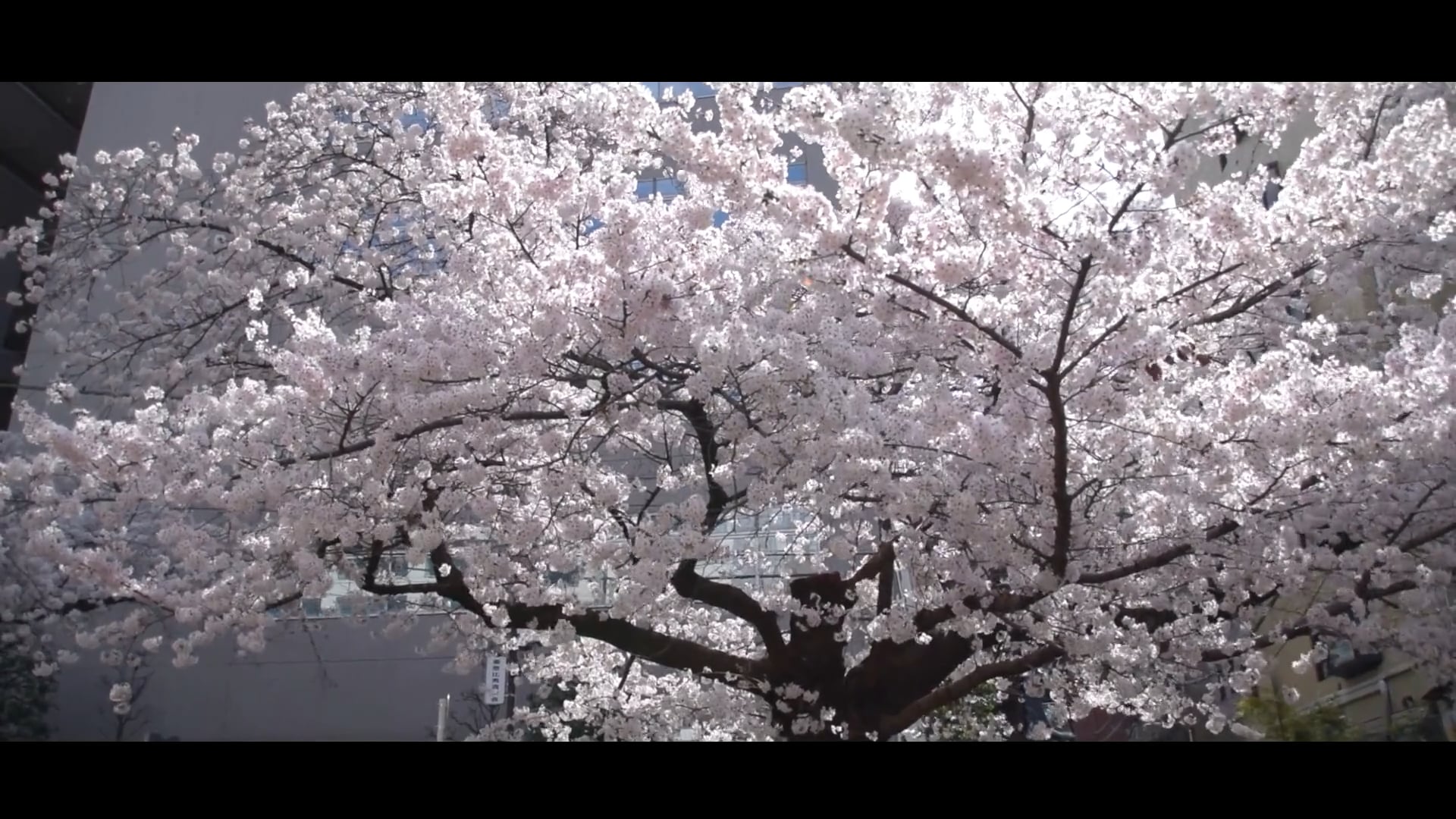 お花見コーディネート